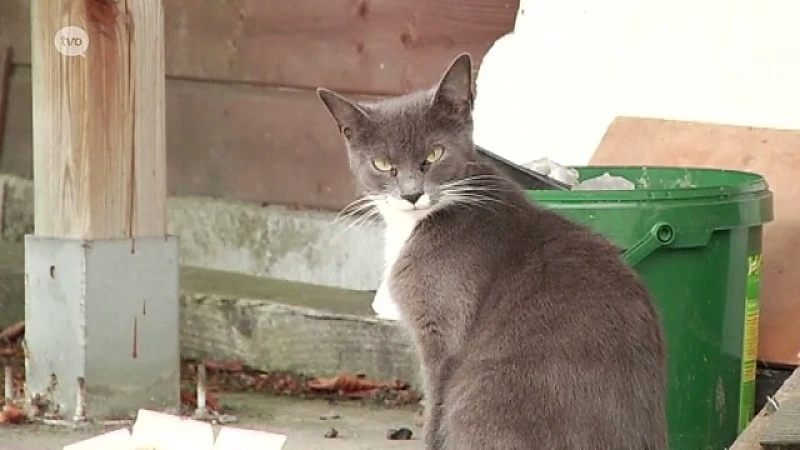 Dendermonde gaat opnieuw katten vangen