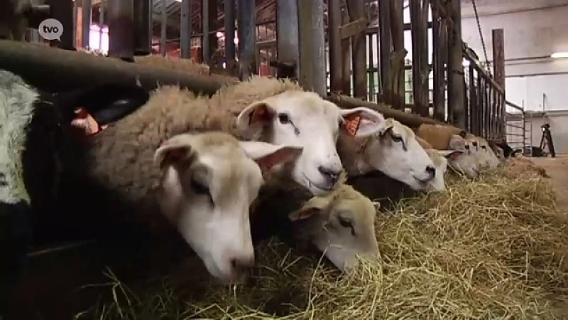 Schapen aan dumpingprijzen