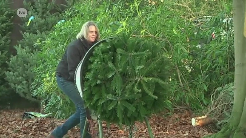 Sint terug naar Spanje, jacht op kerstbomen is geopend