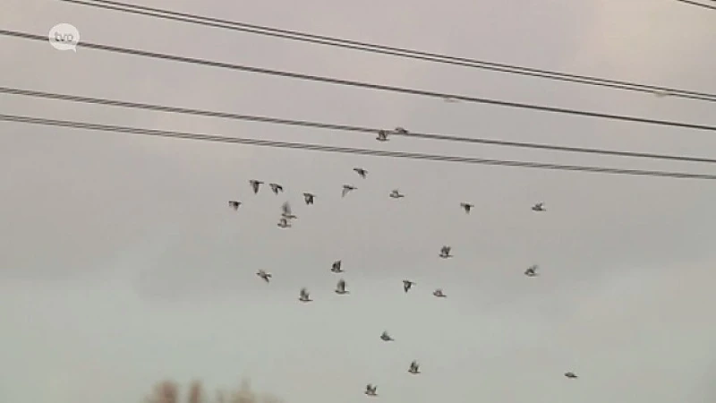 Meldpunt voor vogels tegen hoogspanningslijnen