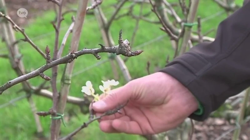 Fruittelers worstelen met lenteweer in putje winter