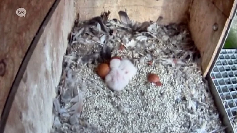 Twee slechtvalkjes geboren in toren Onze-Lieve-Vrouwkerk Sint-Niklaas