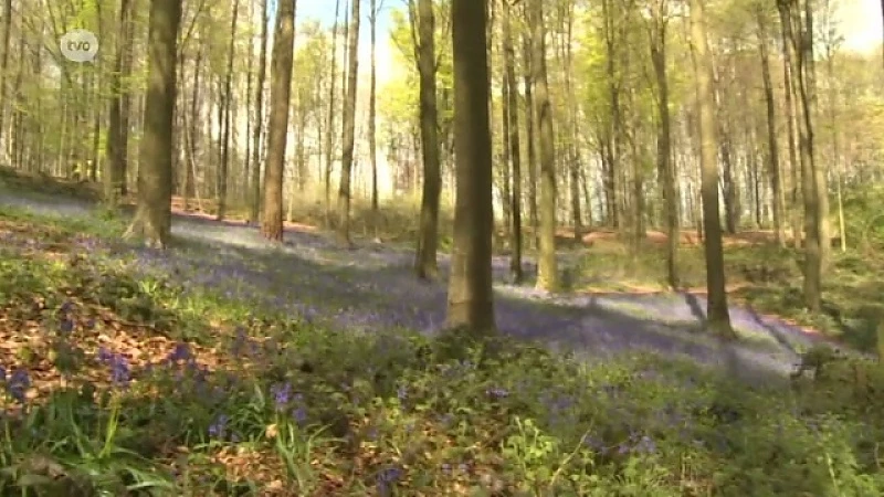 Ook Muziekbos in Ronse kleurt prachtig hyacinthblauw