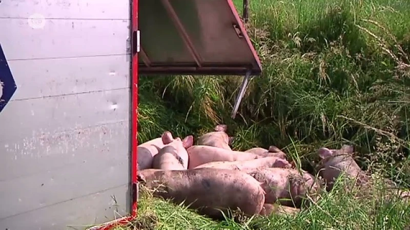 [VIDEO] Vrachtwagen vol varkens kantelt in Haasdonk