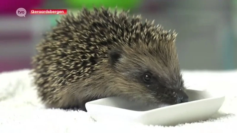 Massaal veel jonge dieren binnengebracht in opvangcentrum wilde dieren