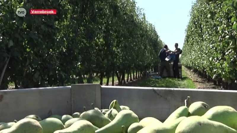 Onderzoek naar prijsafspraken in Belgische fruitsector