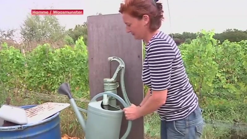 Moestuinbouwers blij met wat regen na uitzonderlijke hitteweek