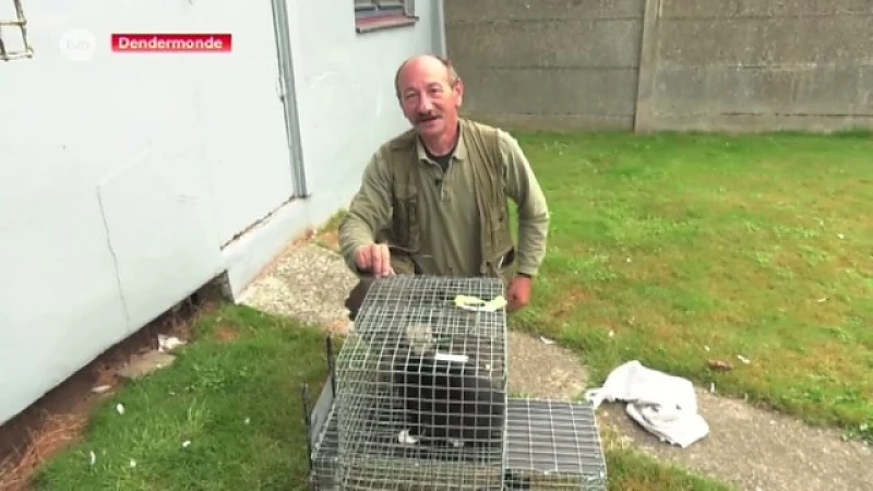 Kattenvanger van Dendermonde heeft de handen vol