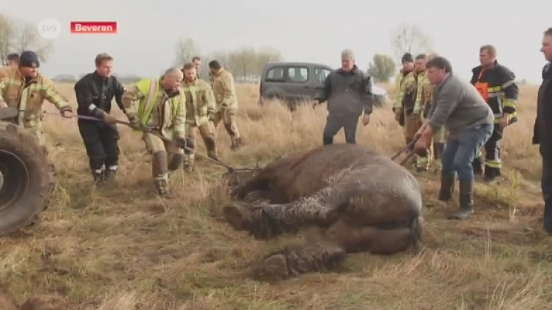 Haasdonk: Paard gered uit diepe gracht