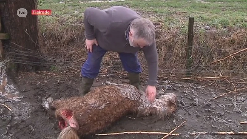 Vijf shetlandpony's doodgebeten in Tielrode