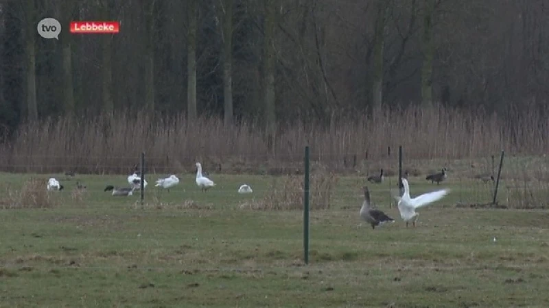 Maatregelen vogelgriep worden versoepeld