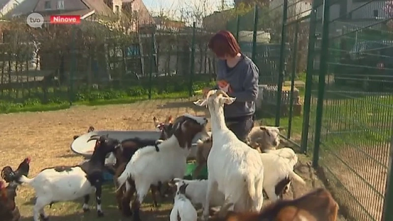 Dierenasiel Ark van Pollare zit met de handen in het haar