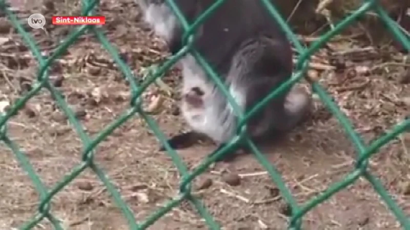 Baby Wallaby De Ster heeft het niet gehaald