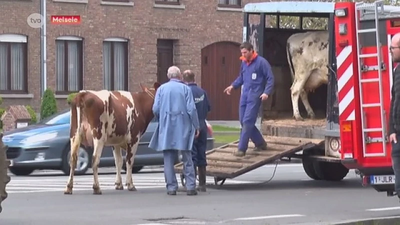 Melsele: Aanhangwagen met koeien kantelt op druk kruispunt