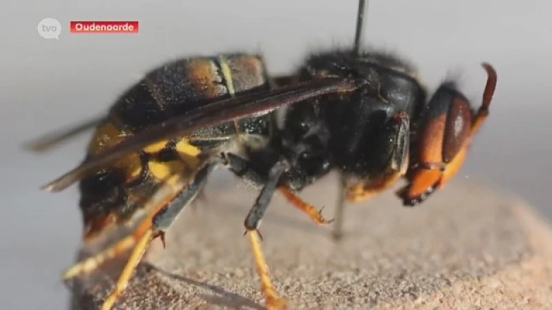 Eerste Aziatische hoornaar in Oudenaarde, grote bedreiging voor bijen