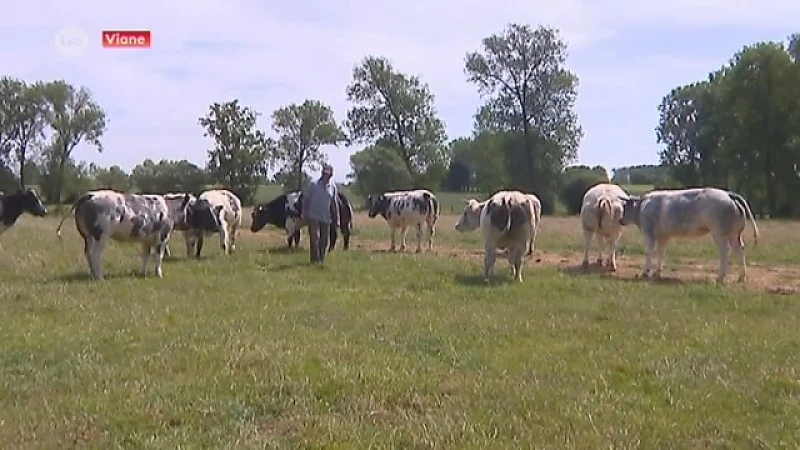 Exact één jaar geleden stond Viane onder water, vandaag is het ook daar kurkdroog!