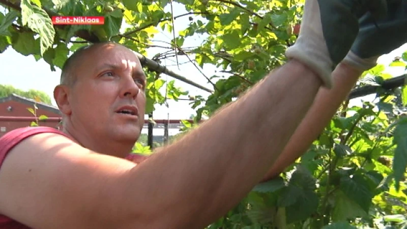 Hoofdafbeelding voor artikel Hittegolf is officieel: vijf…