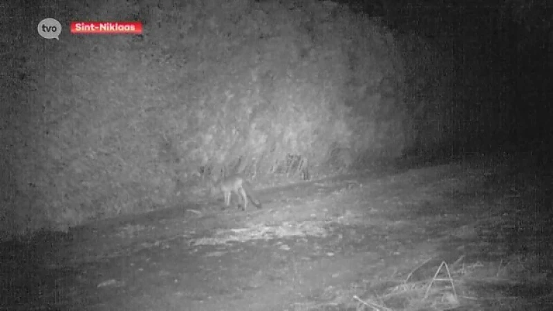 Vossen rukken op naar het stadscentrum van Sint-Niklaas