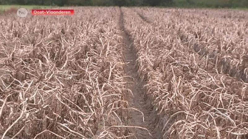 Hoofdafbeelding voor artikel 44 Oost-Vlaamse gemeenten…