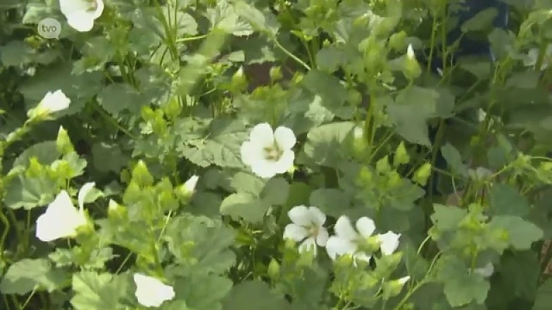 Hoofdafbeelding voor artikel Plattelandspret: Afl. 15 2017