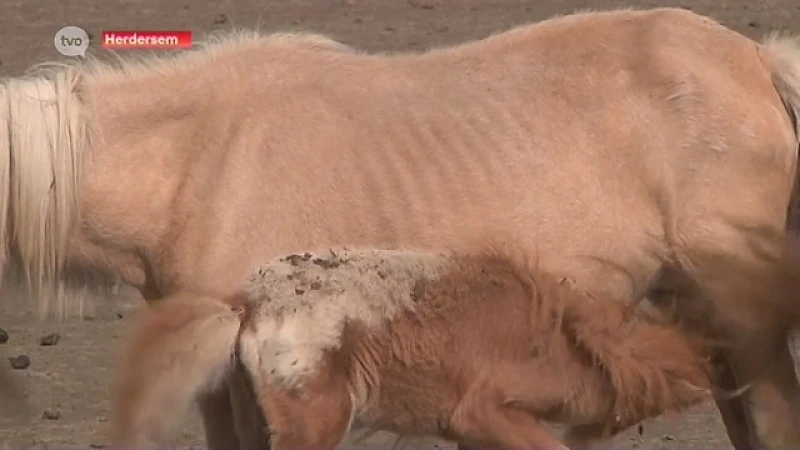 12 verwaarloosde pony's aangetroffen in Herdersem