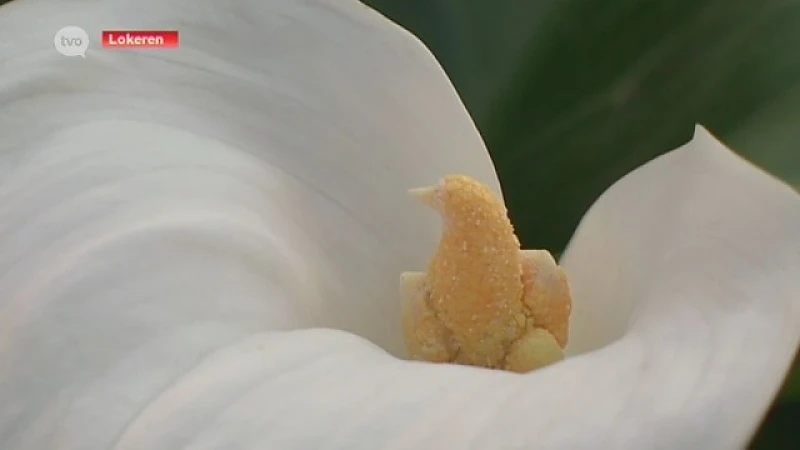 Witte aronskelk bloeit als een vogeltje!