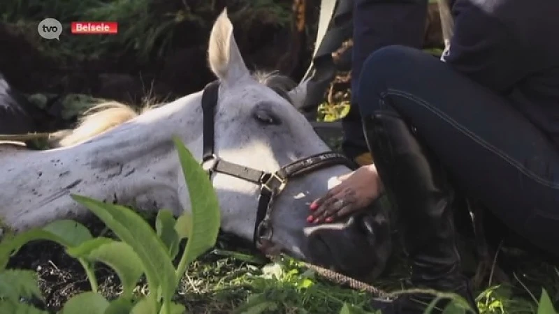 Hoofdafbeelding voor artikel Paard gered uit gracht, geschrokken…