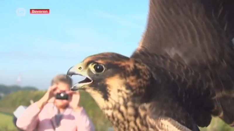 16 herstelde roofvogels vrijgelaten vanuit vogelopvancentrum Kieldrecht