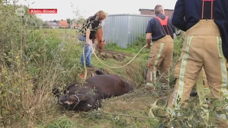 Paard in gracht in Klein-Sinaai