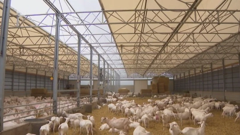 Hoofdafbeelding voor artikel Plattelandspret: Afl. 20 2017