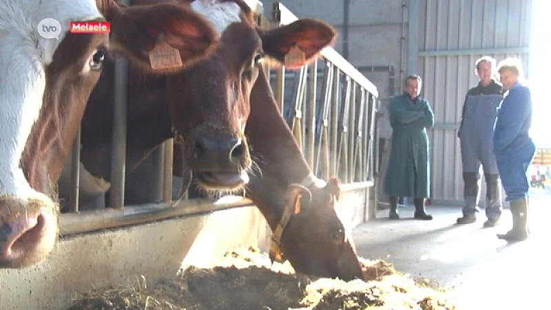 Melseelse boer bindt strijd aan tegen antibioticagebruik bij melkvee