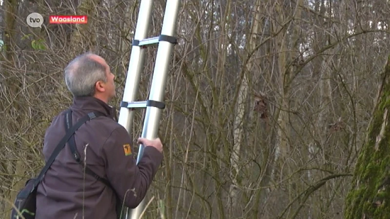 Uiterst zeldzame grote rosse vleermuis gespot in Hamme