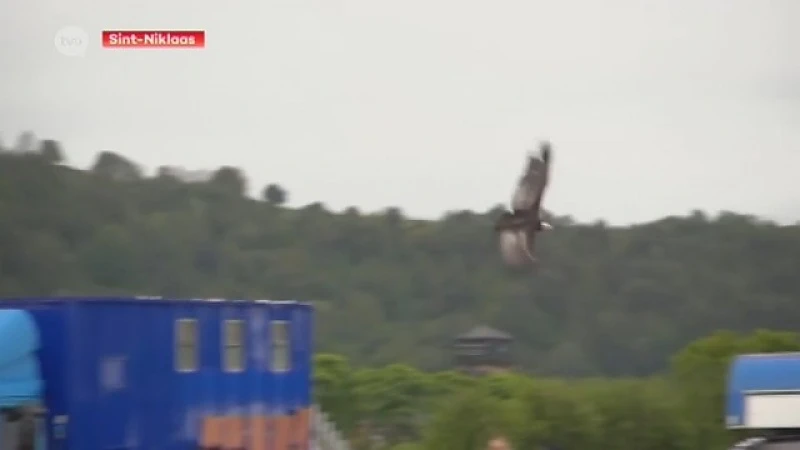 Verbod op roofvogelshows?