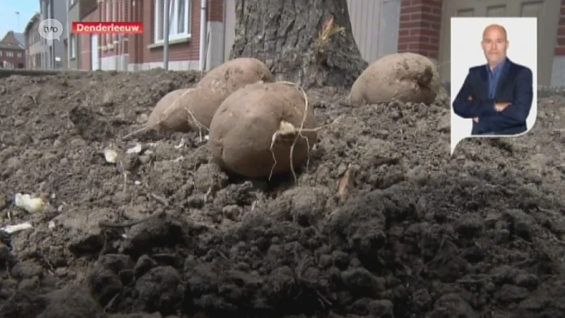 Burgemeester Denderleeuw: "Actie aardappelplantjes is nobel, maar het mag niet"