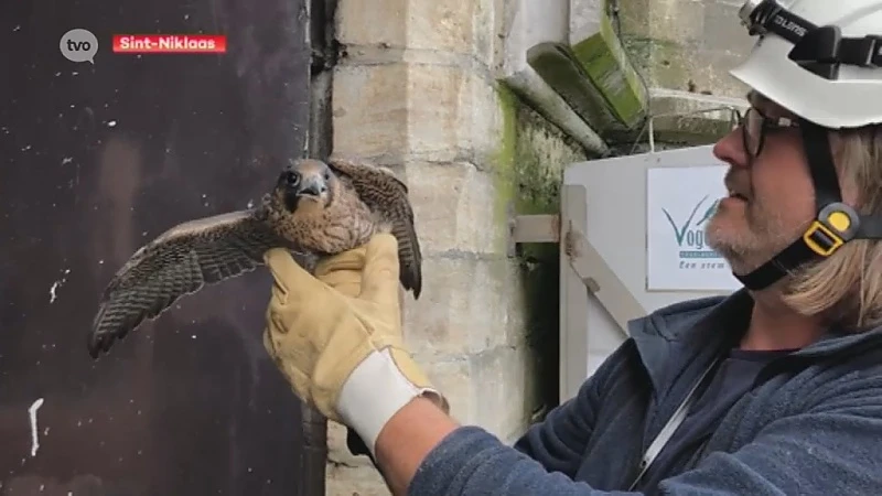 Hoofdafbeelding voor artikel Jonge slechtvalk opnieuw vrijgelaten…