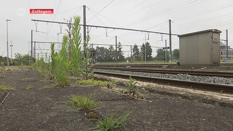 Afstappen in station Zottegem? Probeer dan de netels te ontwijken!