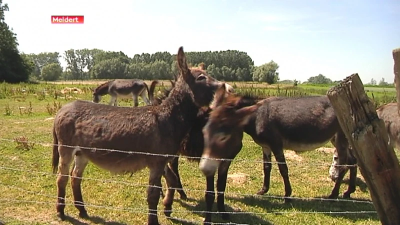 Eigenaar ezels opnieuw in opspraak i.v.m. dierenverwaarlozing