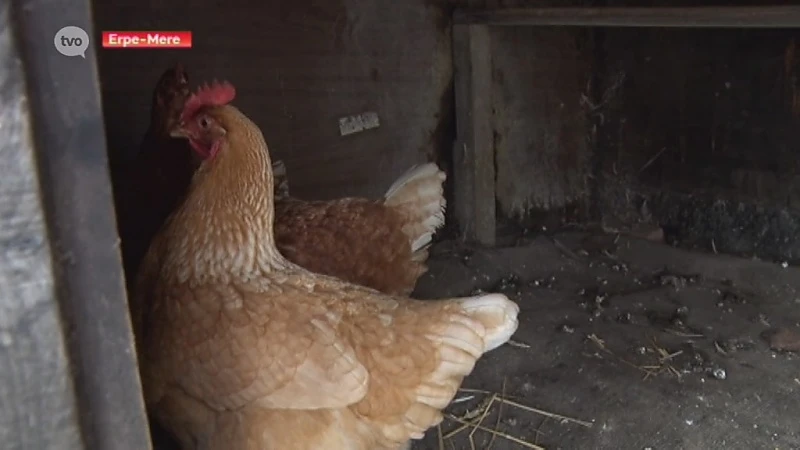 Pseudovogelpest breekt uit in Erpe-Mere