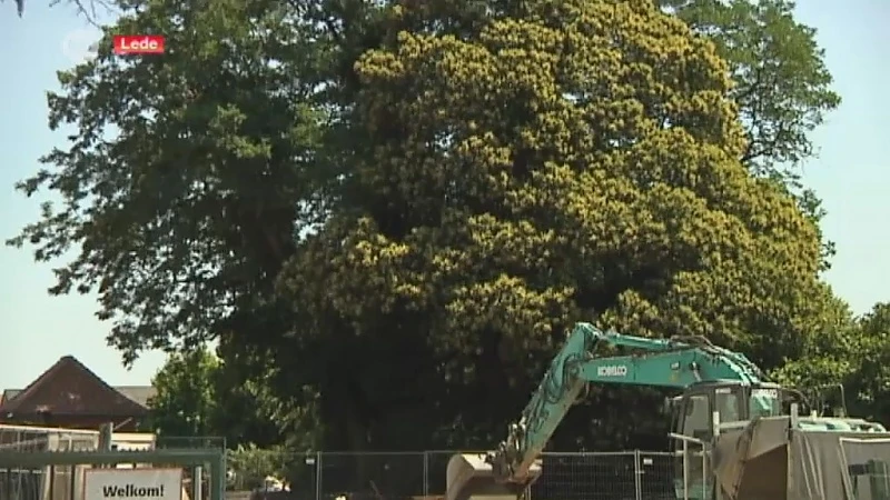 Wordt de "Colruytboom" in Lede dan toch geveld?