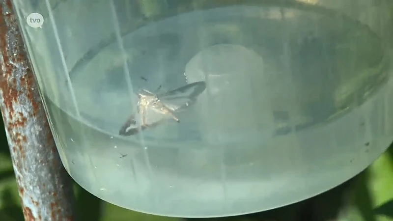 Hoofdafbeelding voor artikel Plattelandspret: Afl. 14 2018