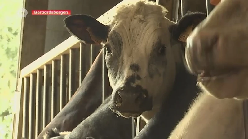 Unieke situatie bij Geraardsbergse boer: Koeien half in Vlaanderen, half in Wallonië