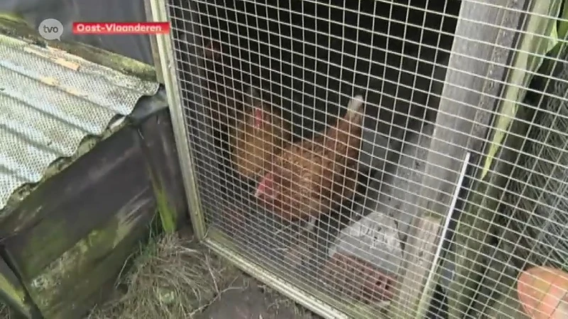 Pseudovogelpest nu ook vastgesteld in Ninove en Eeklo