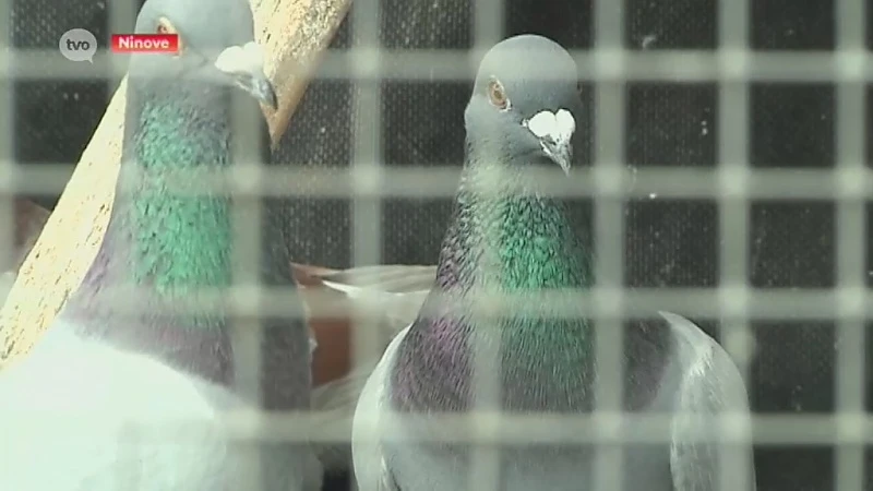 Hoofdafbeelding voor artikel Pseudovogelpest ramp voor…