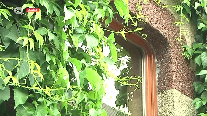 Aalst: 150 geveltuintjes in strijd tegen opwarming klimaat