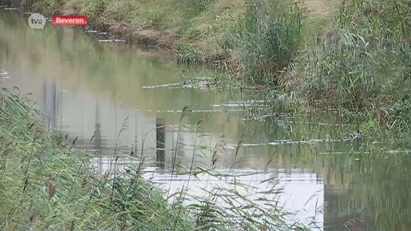 Hoofdafbeelding voor artikel Blauwalg nu ook in Noord-Zuidverbinding…