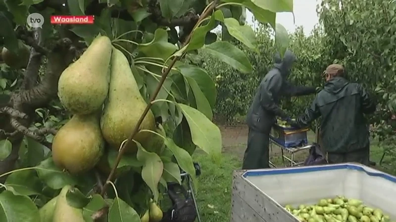 Steeds minder seizoensarbeiders geneigd om Wase boeren te helpen tijdens de fruitpluk