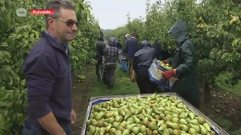 De fruitpluk bij een perenboer uit Vrasene: 100 seizoensarbeiders die in containers overnachten