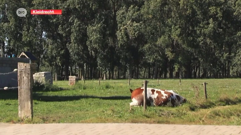 Koe lag een week lang dood in een wei in Kieldrecht