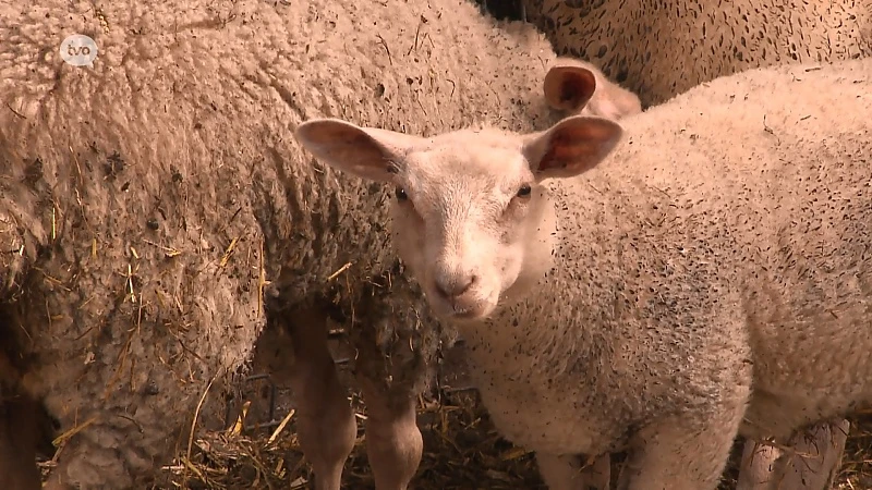 Hoofdafbeelding voor artikel Plattelandspret: Afl. 20 2018