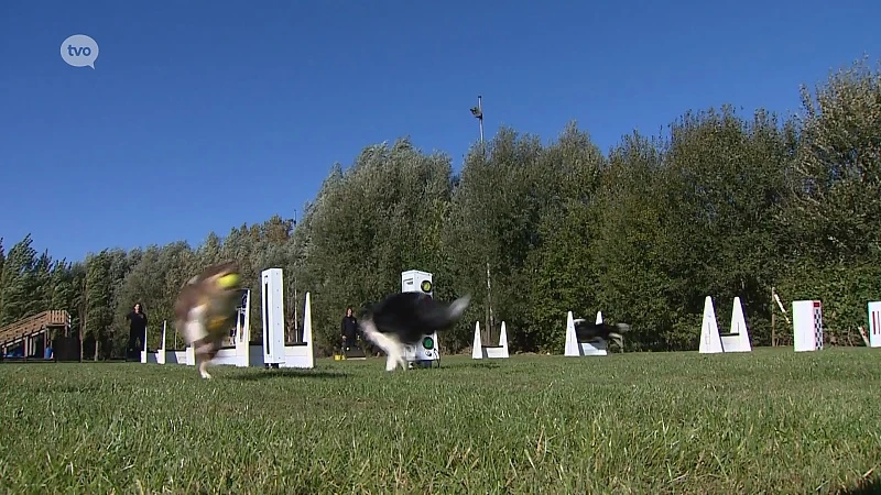 In De Buurt - Flyball bij de Turbodogs van Nieuwerkerken